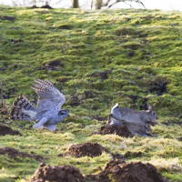 Goshawks - &copy;Dalemews